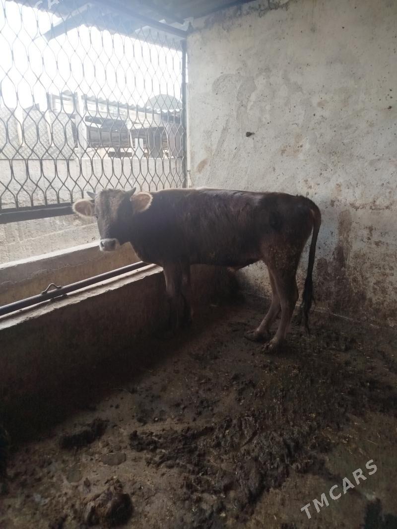 okuz siwes - Гёкдже - img 3