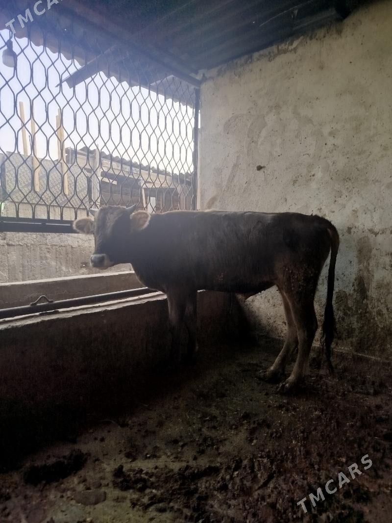 okuz siwes - Гёкдже - img 2