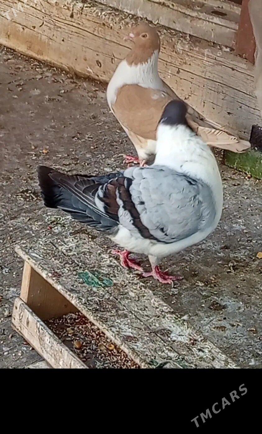 Кептер - Türkmenabat - img 2