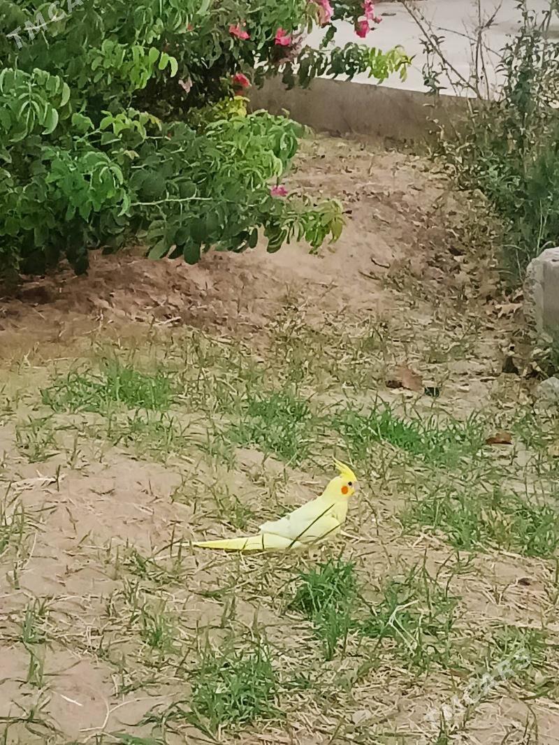 karella - Мир 7 - img 2