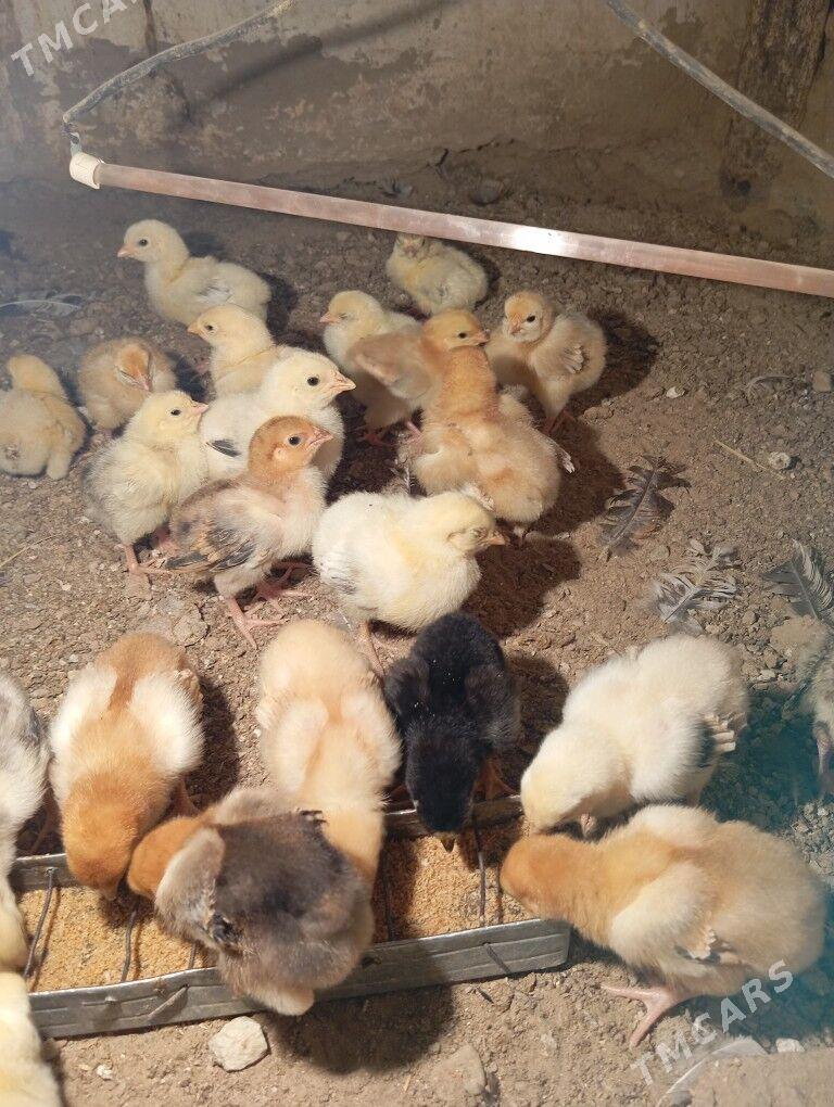 armiyan juje - Balkanabat - img 5