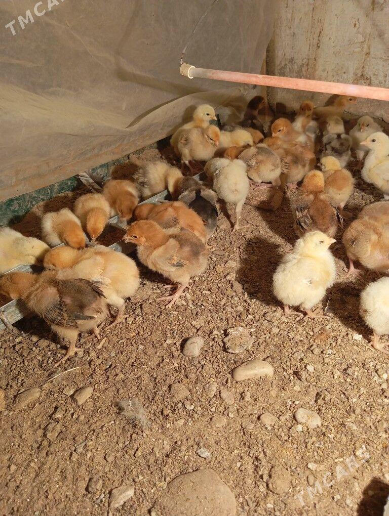 armiyan juje - Balkanabat - img 3