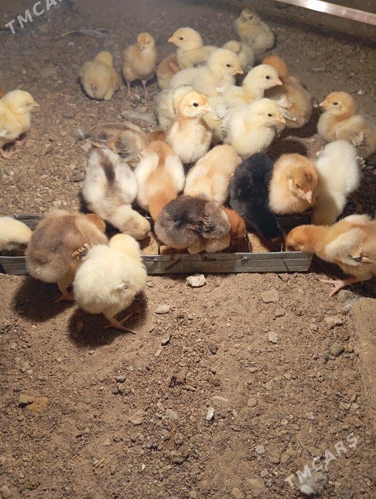 armiyan juje - Balkanabat - img 7