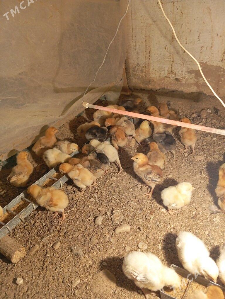 armiyan juje - Balkanabat - img 6