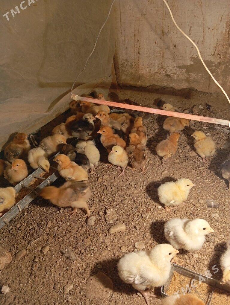 armiyan juje - Balkanabat - img 4