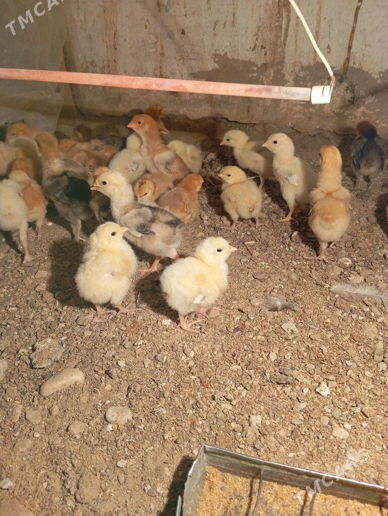 armiyan juje - Balkanabat - img 2