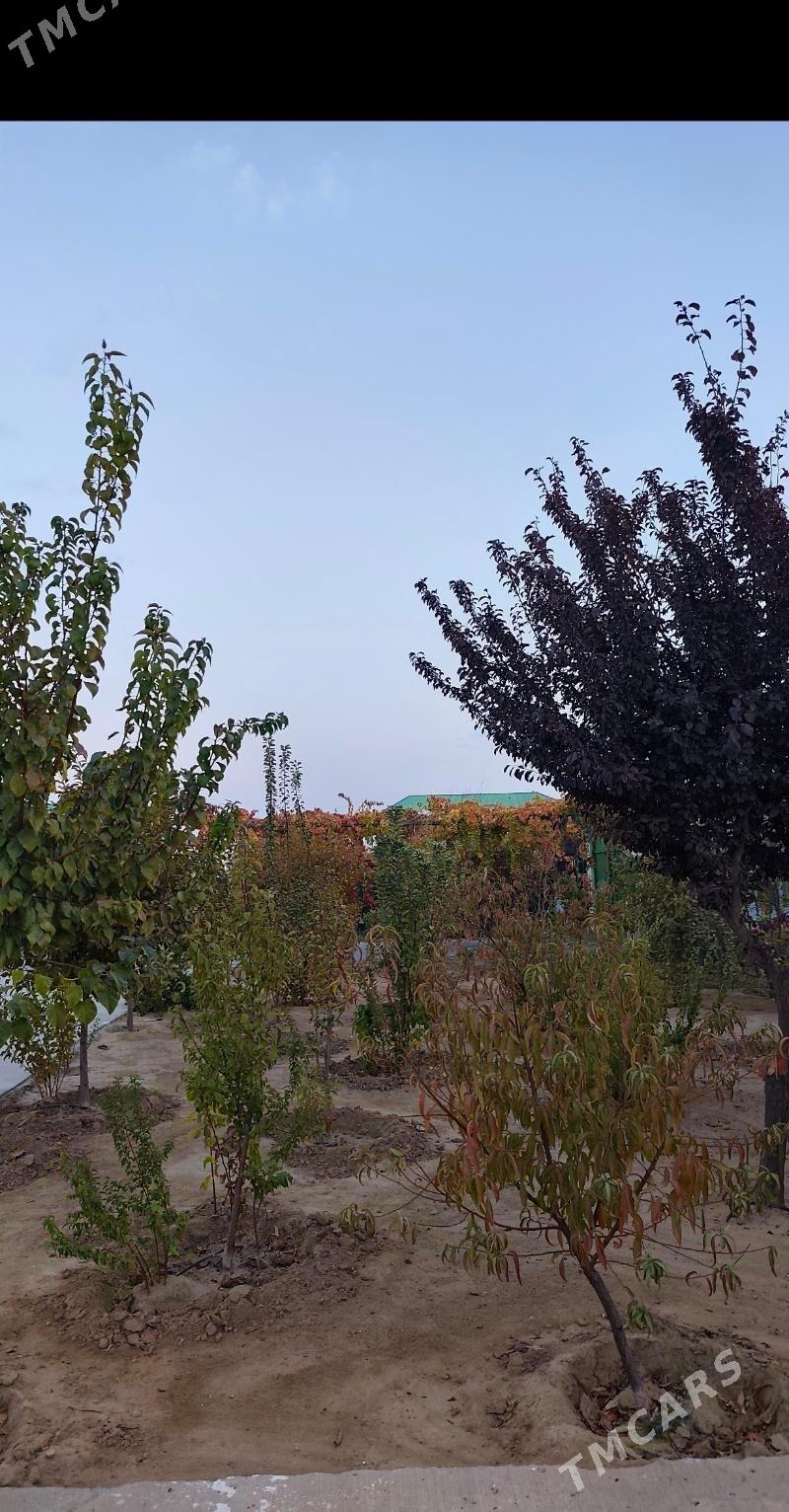 Taze zaman plan Jay - Ашхабад - img 2