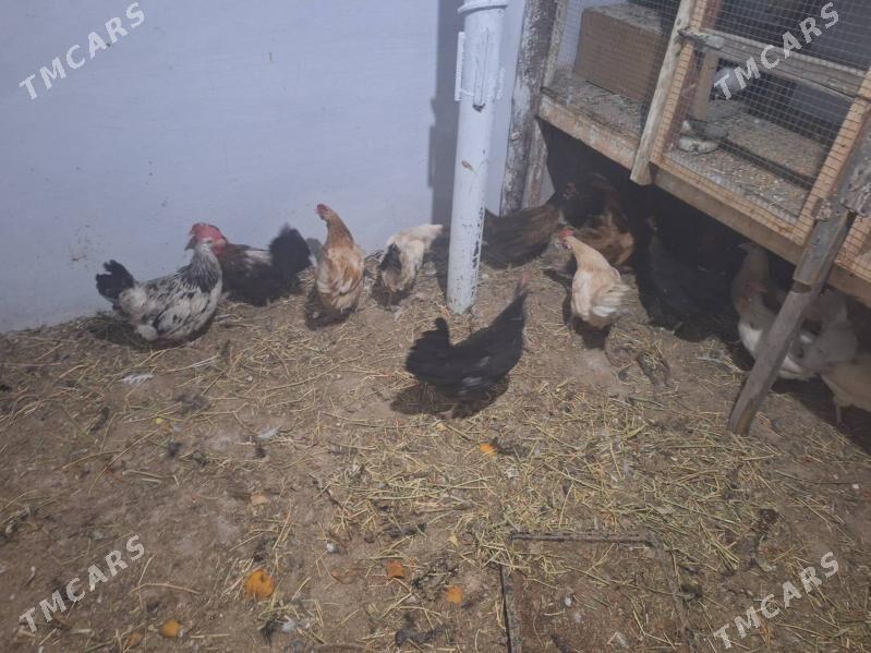 tovuk - Türkmenabat - img 1