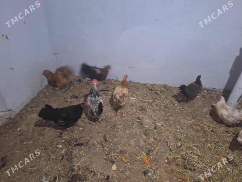 tovuk - Türkmenabat - img 2