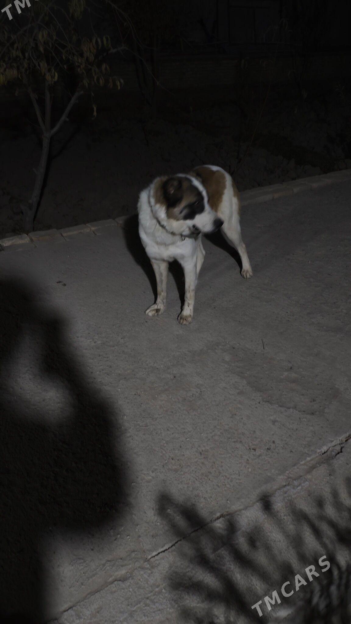 Gaplaň - Daşoguz - img 2