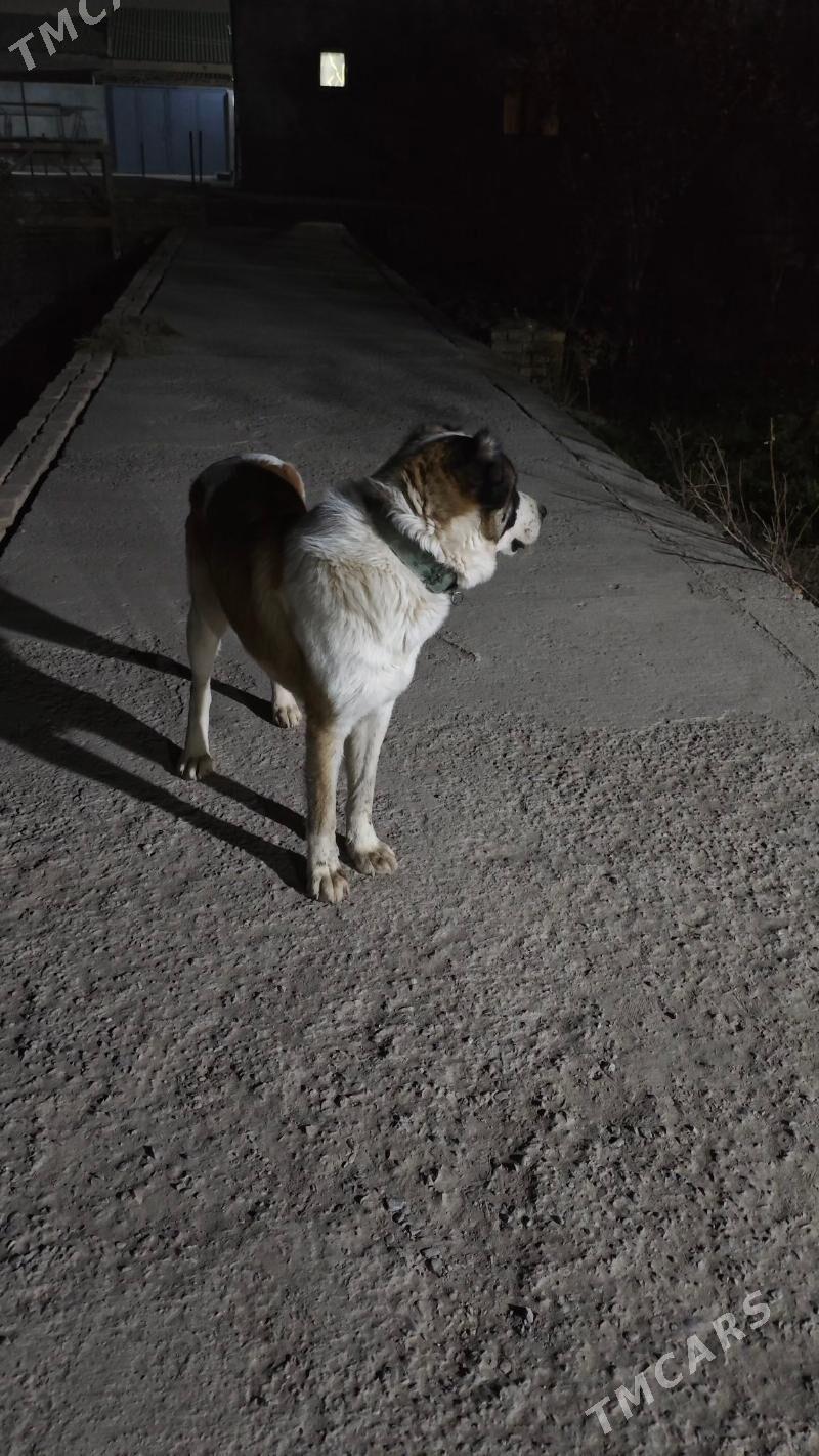 Gaplaň - Daşoguz - img 3