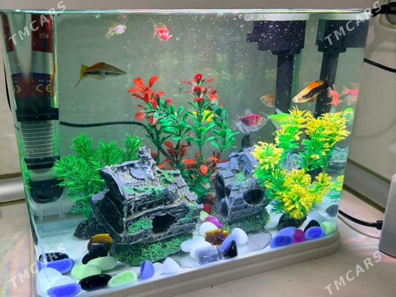 Akwarium - Aşgabat - img 5