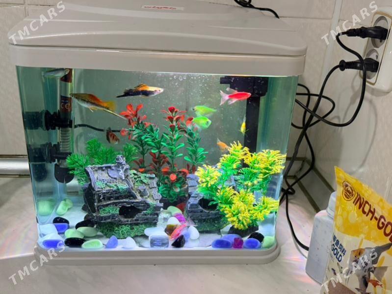 Akwarium - Aşgabat - img 2