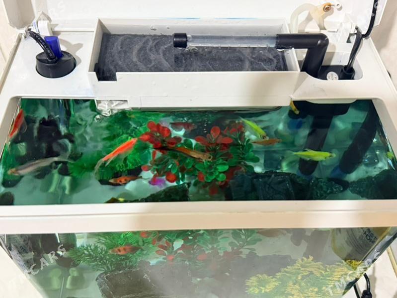 Akwarium - Aşgabat - img 4