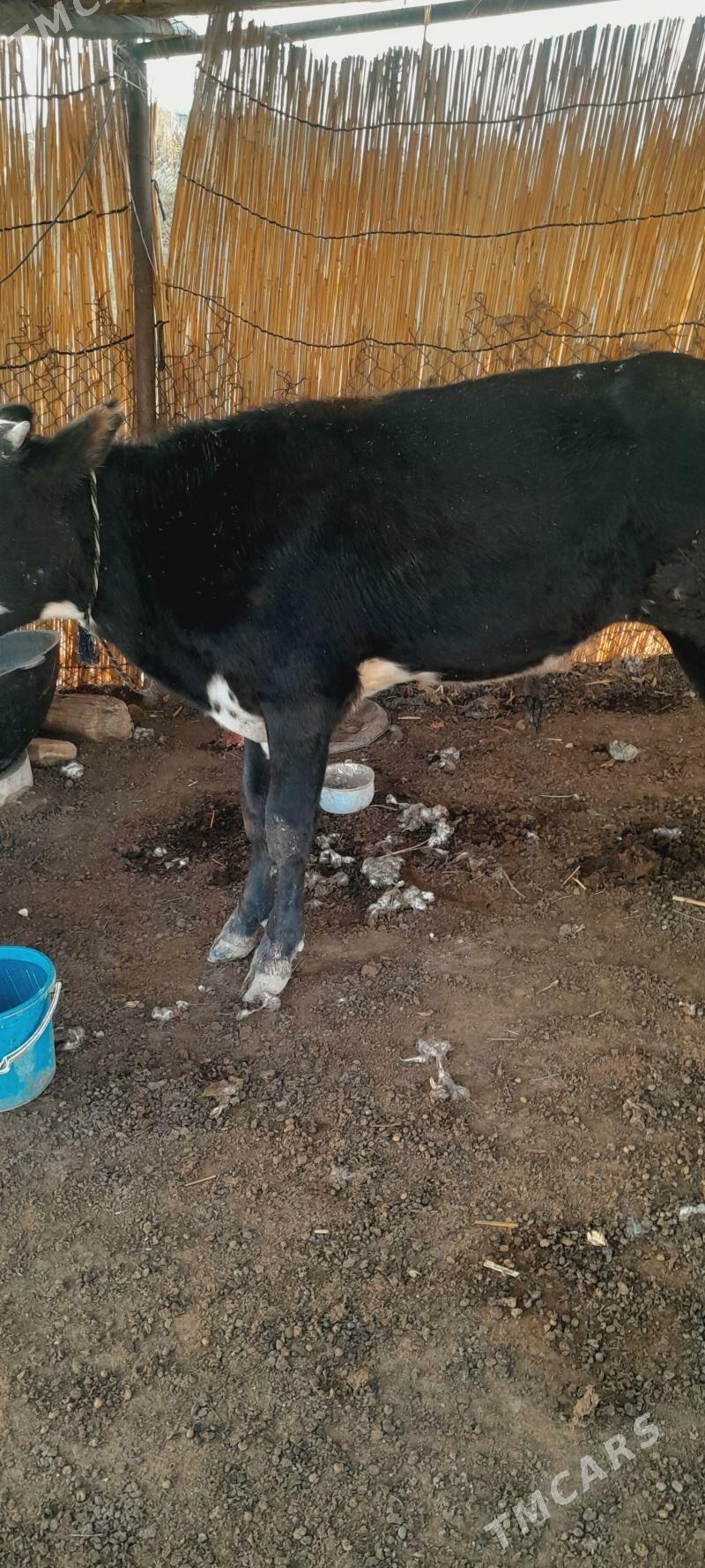 ökzçe - Murgap - img 2