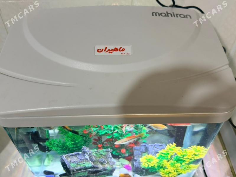 Akwarium - Aşgabat - img 3