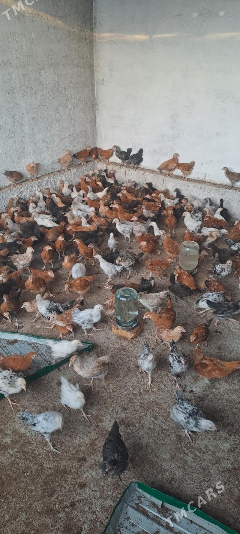 Towuk juje - Бабадайхан - img 2