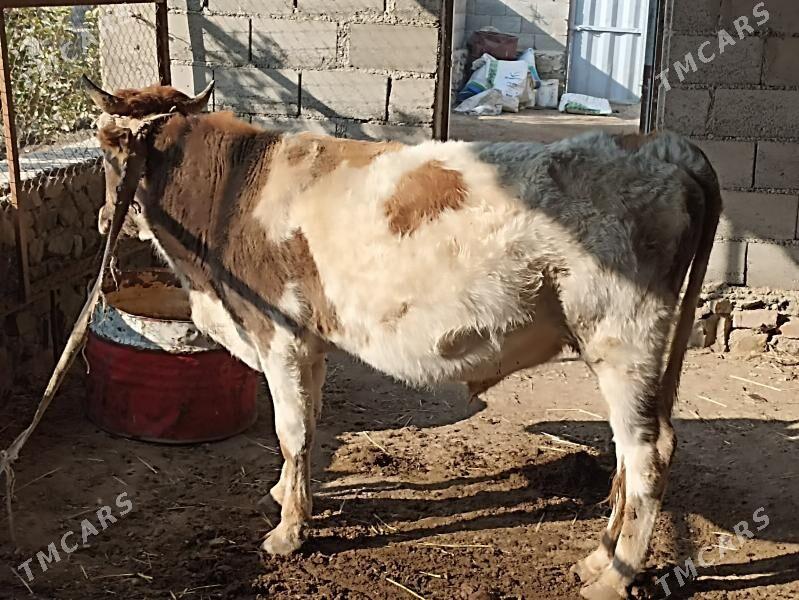 ökiz - Bereket - img 5