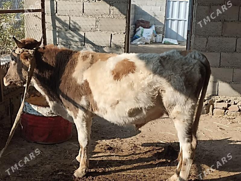 ökiz - Bereket - img 2