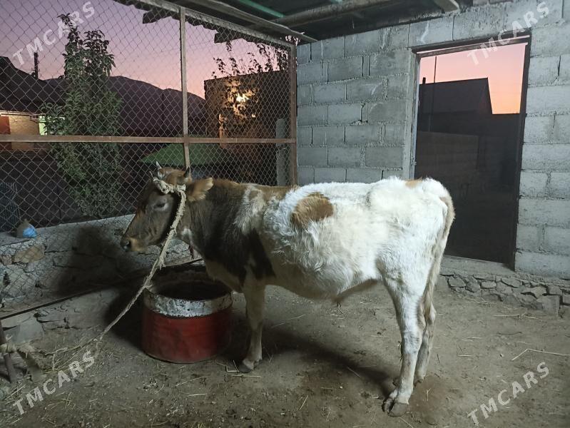 ökiz - Bereket - img 4