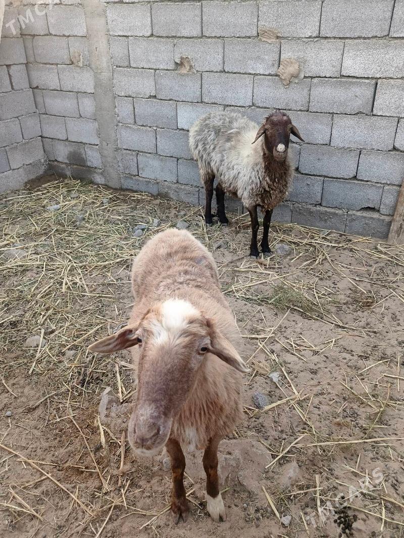 goyun - Ашхабад - img 1