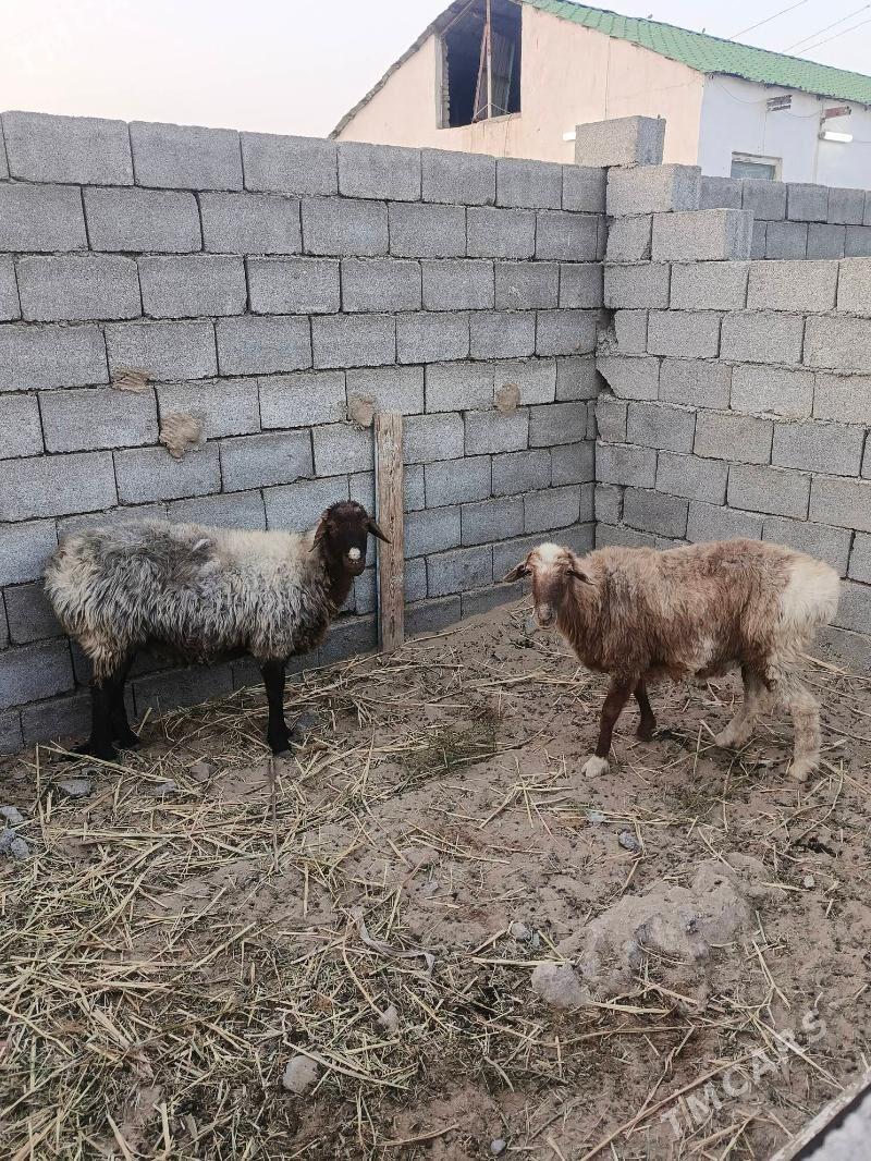 goyun - Ашхабад - img 2