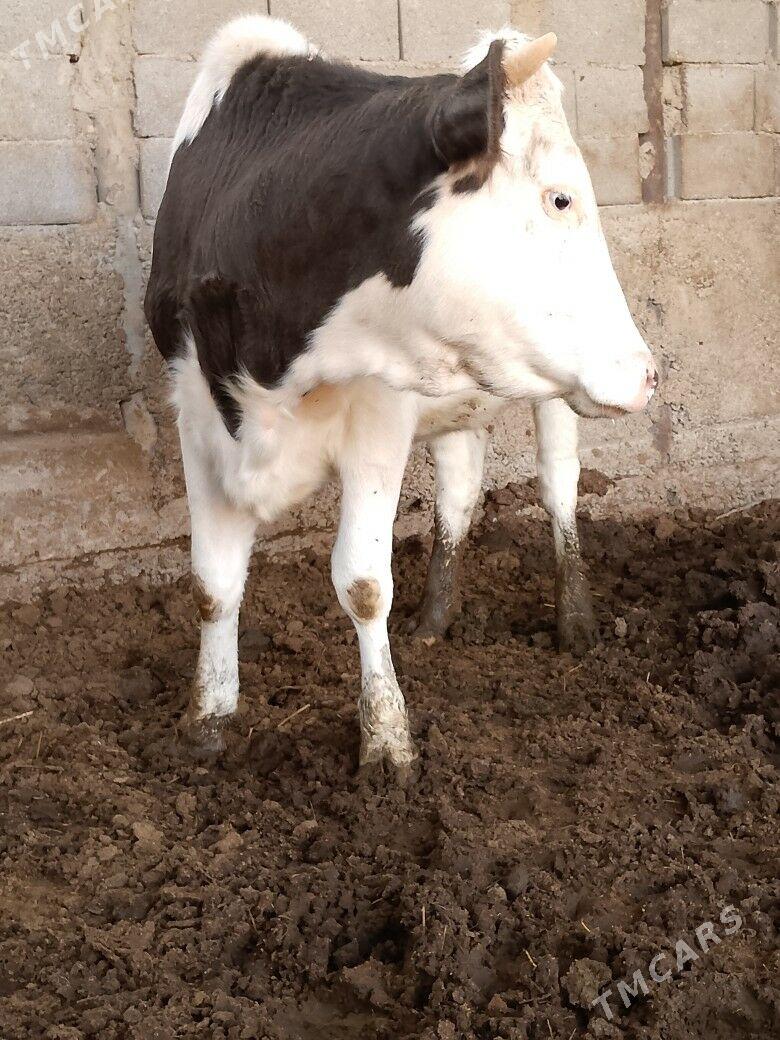 ala okuz Tuwe - Ашхабад - img 3