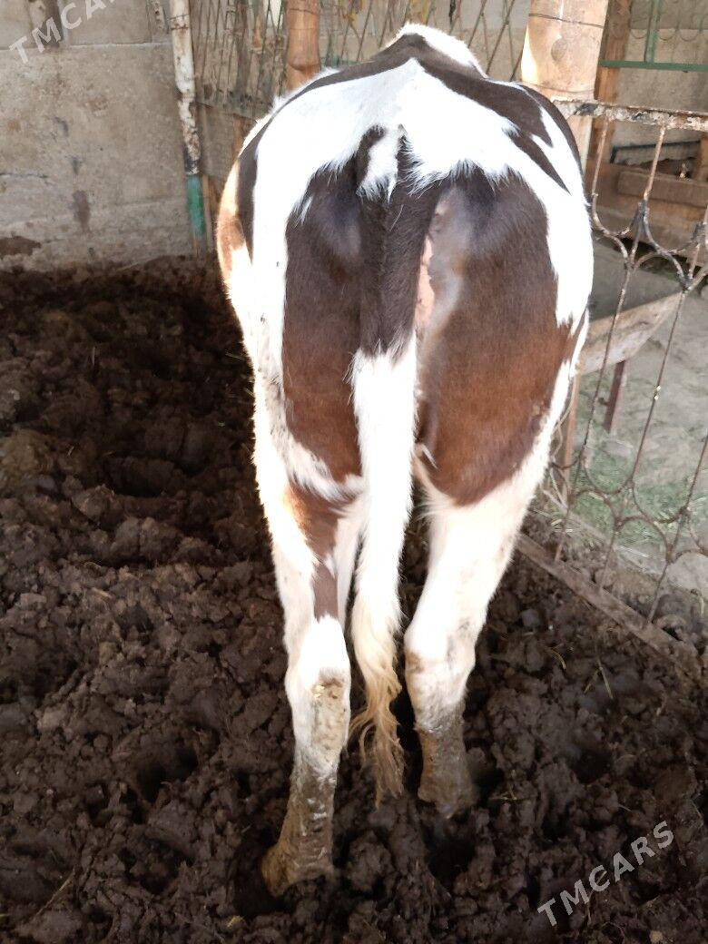 ala okuz Tuwe - Ашхабад - img 9