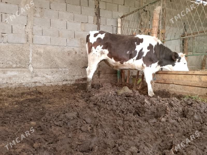 ala okuz Tuwe - Ашхабад - img 5