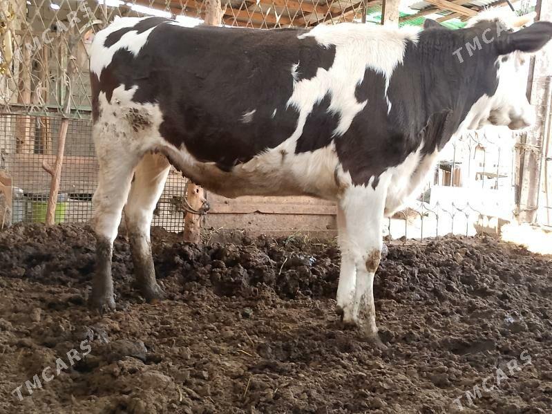 ala okuz Tuwe - Ашхабад - img 8