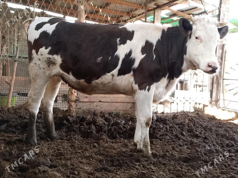 ala okuz Tuwe - Ашхабад - img 6