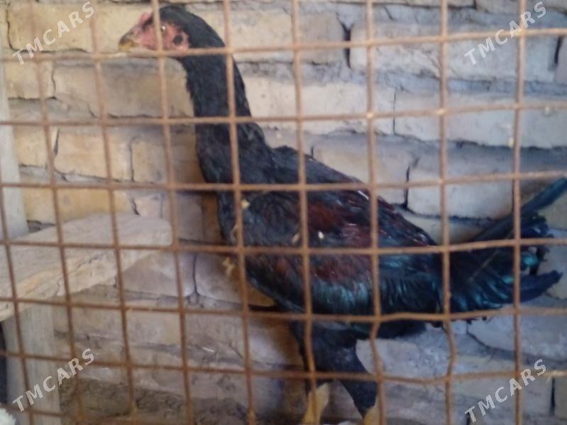 baysow horaz juyje - Керки - img 2