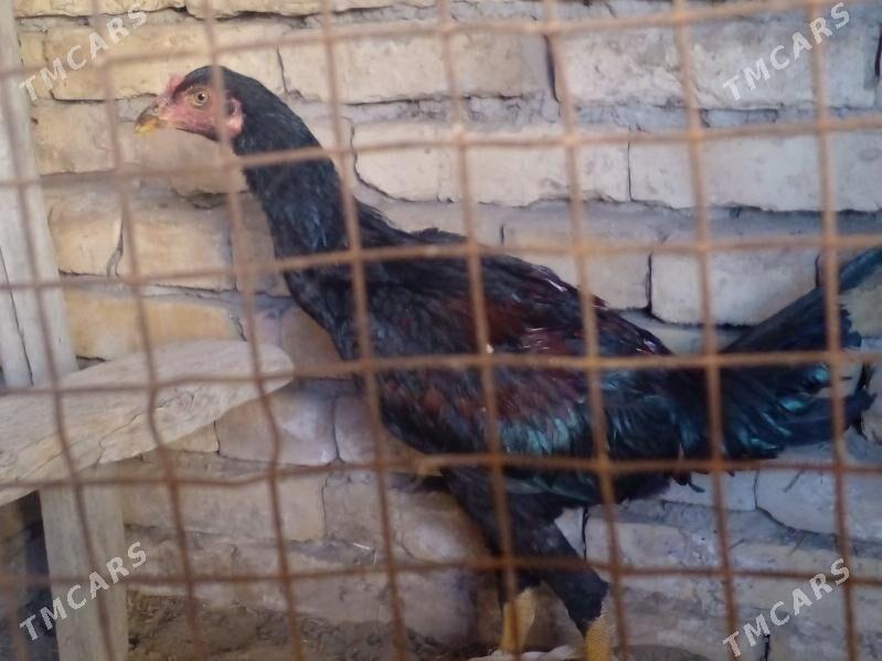 baysow horaz juyje - Керки - img 3