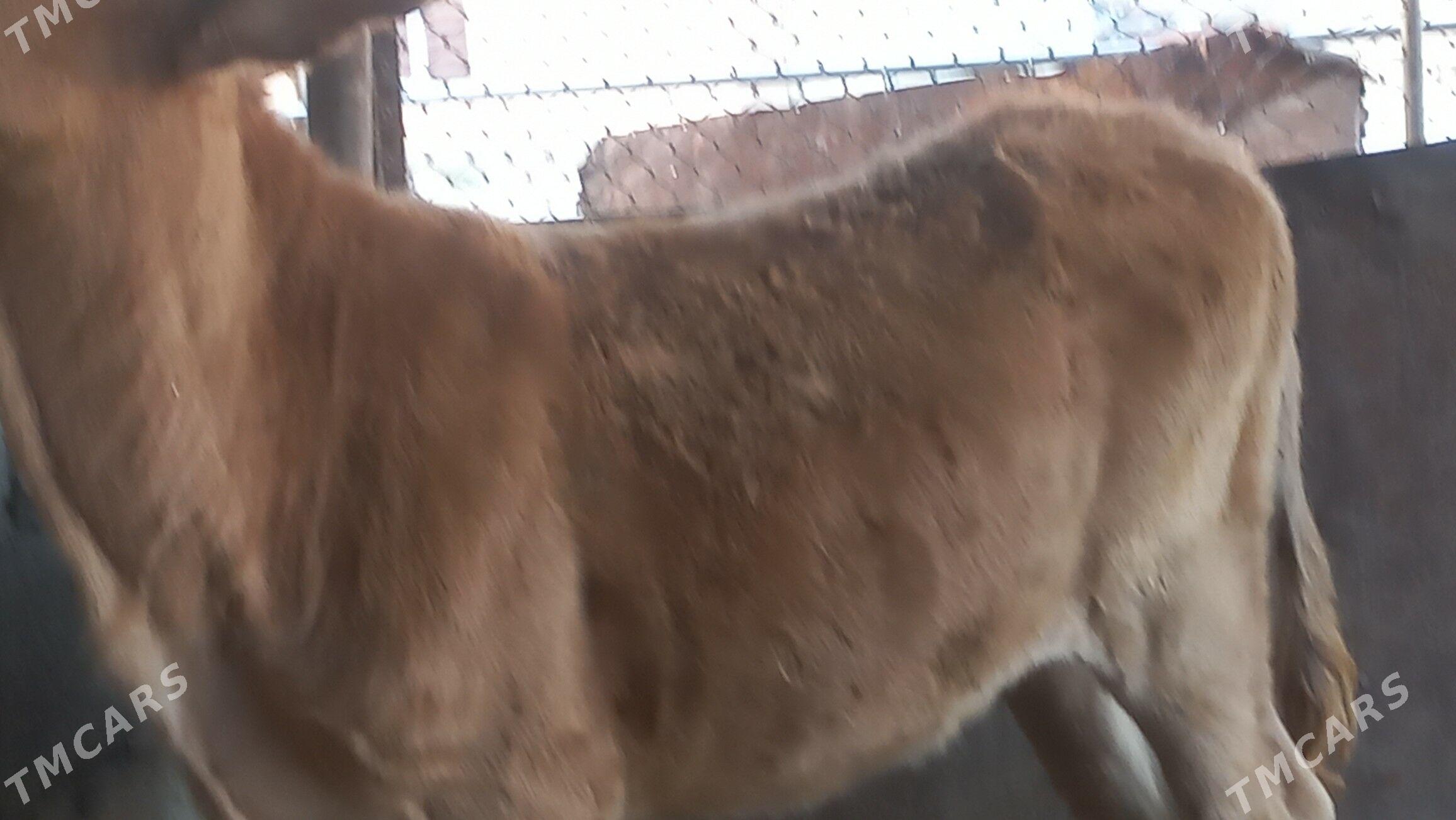 tuwe - Gumdag - img 2