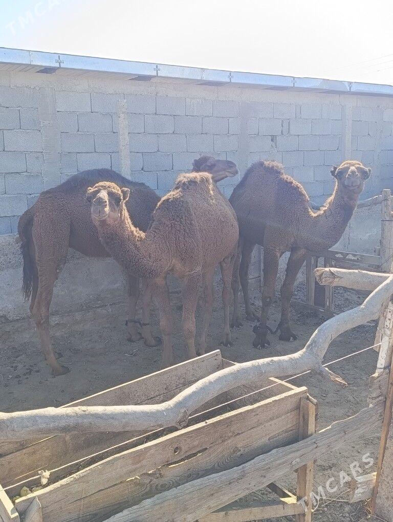 Ogşuk - Гёкдепе - img 2