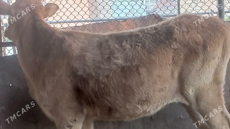 tuwe - Gumdag - img 1