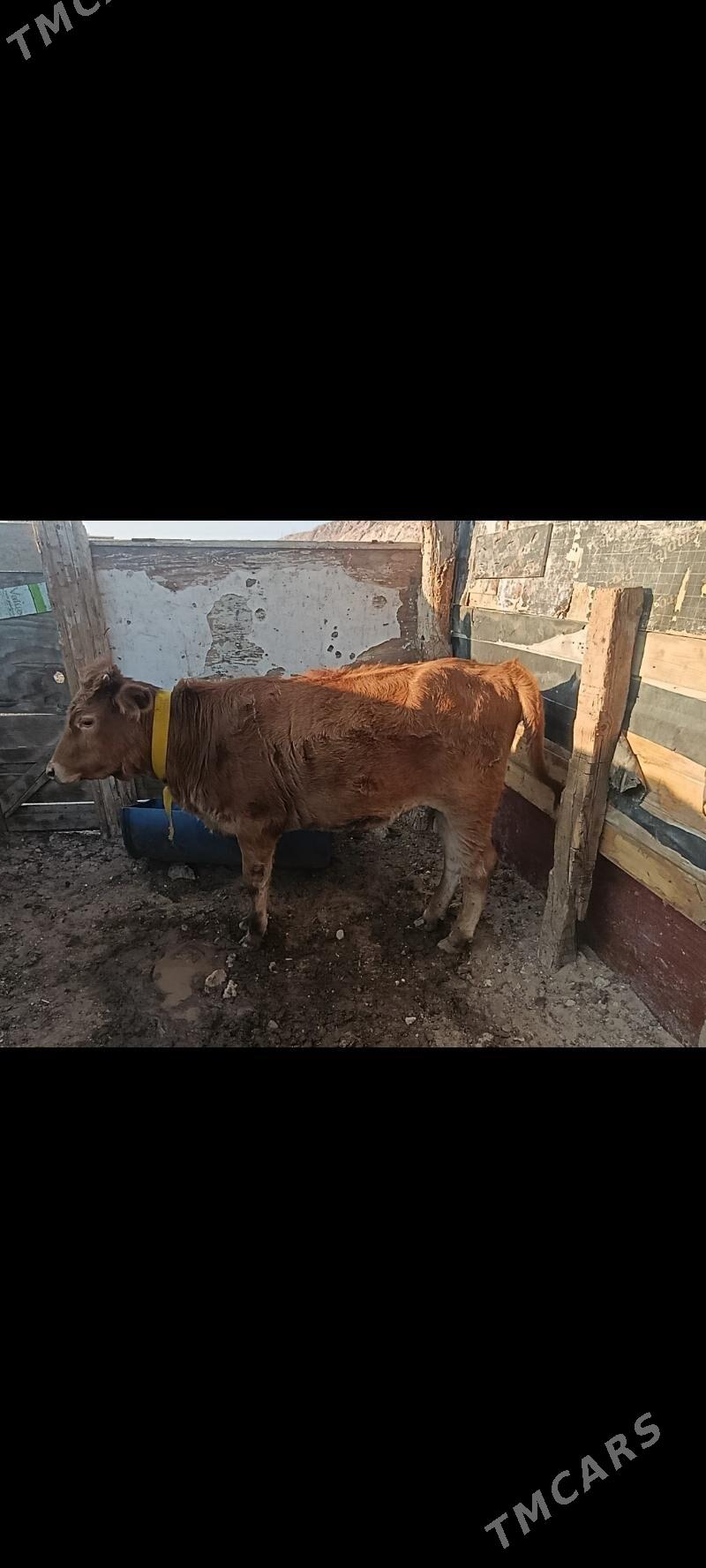 гачар 1яш 4ай - Türkmenbaşy - img 1