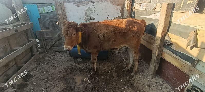 гачар 1яш 4ай - Türkmenbaşy - img 3