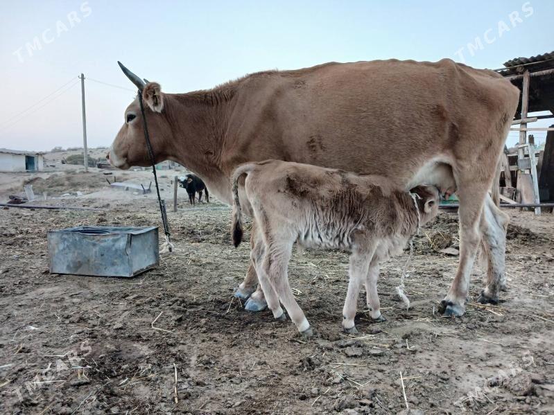 Goleli sygyr - Ak bugdaý etraby - img 1