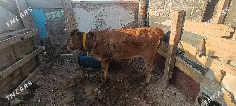 гачар 1яш 4ай - Türkmenbaşy - img 2