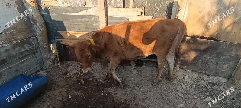 гачар 1яш 4ай - Türkmenbaşy - img 4