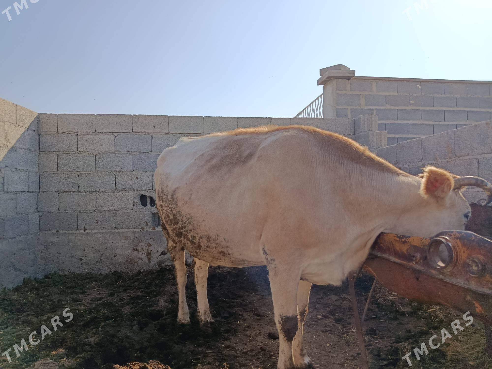 sygyr - Бахарден - img 2