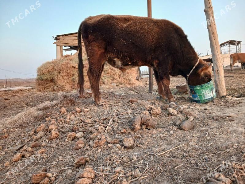 Okuz - Ак-Бугдайский этрап - img 2