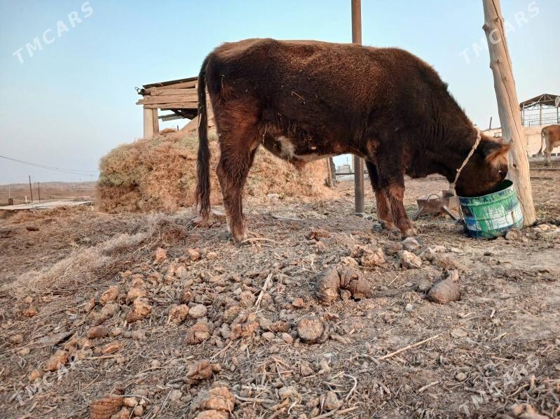 Okuz - Ак-Бугдайский этрап - img 3