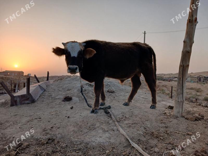 Okuz - Ак-Бугдайский этрап - img 1