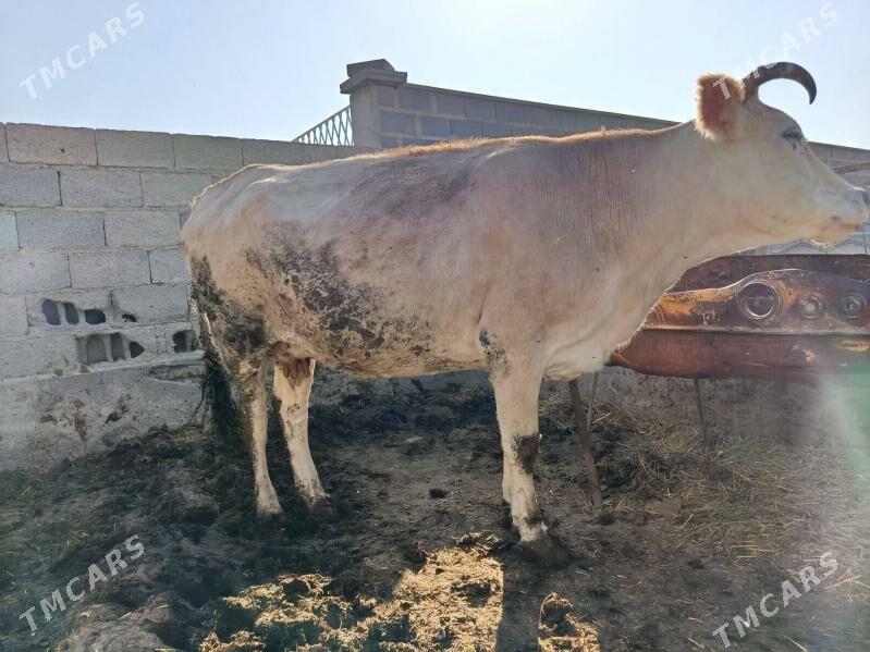 sygyr - Бахарден - img 3