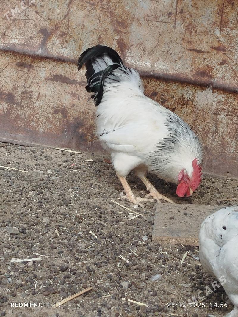 Horaz - Туркменбаши - img 2