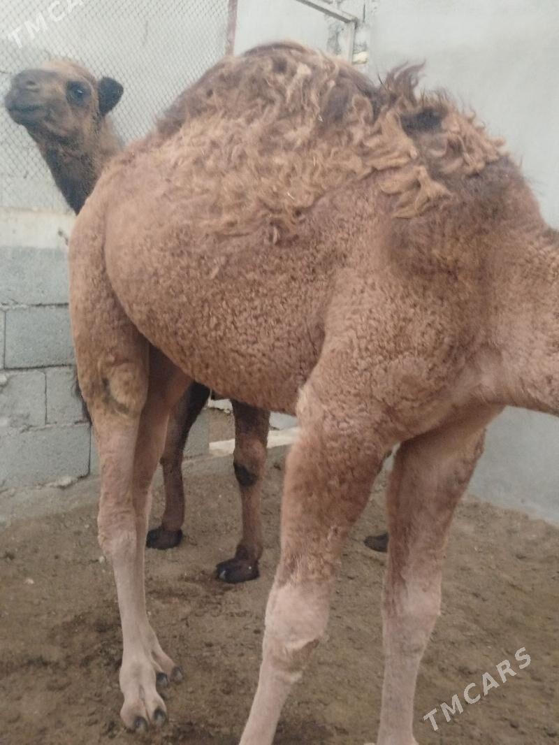 Torumla - Balkanabat - img 4