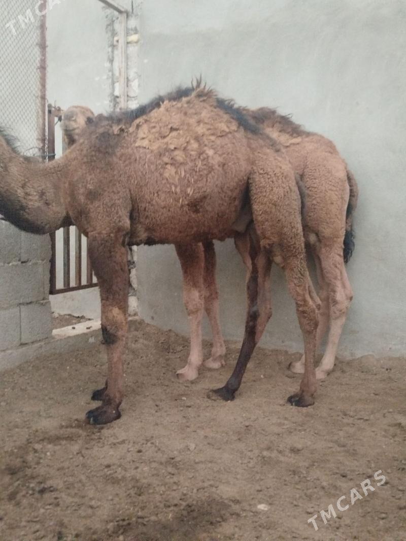 Torumla - Balkanabat - img 2