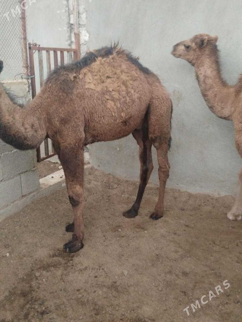 Torumla - Balkanabat - img 3